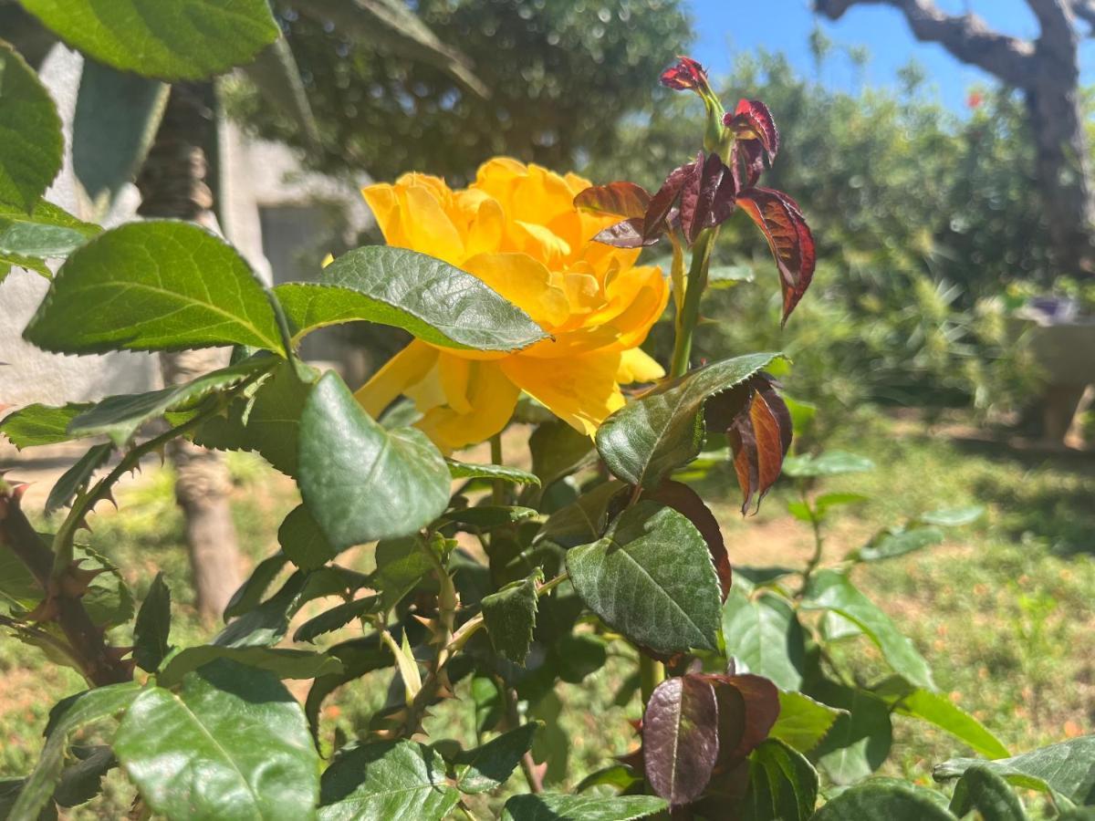 Nespolilla Villa Petrosino Dış mekan fotoğraf