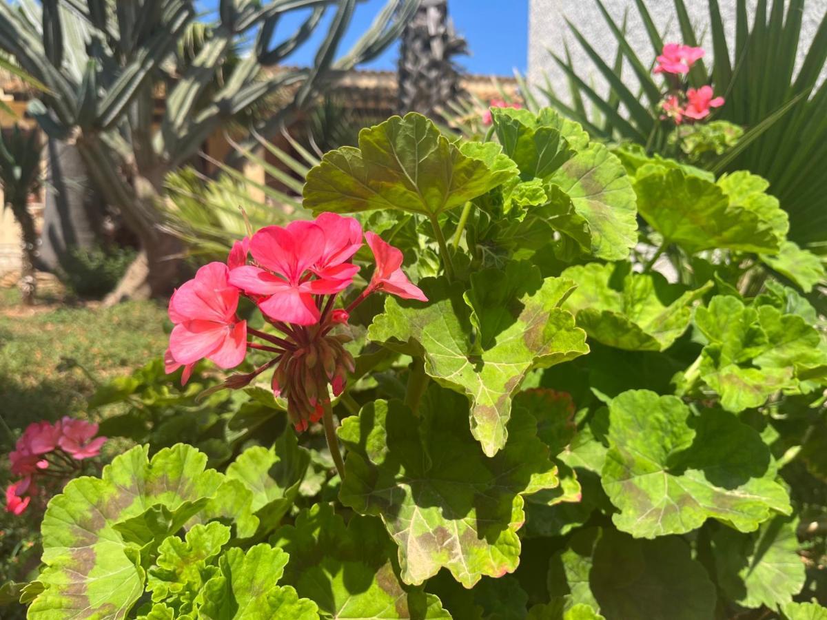 Nespolilla Villa Petrosino Dış mekan fotoğraf
