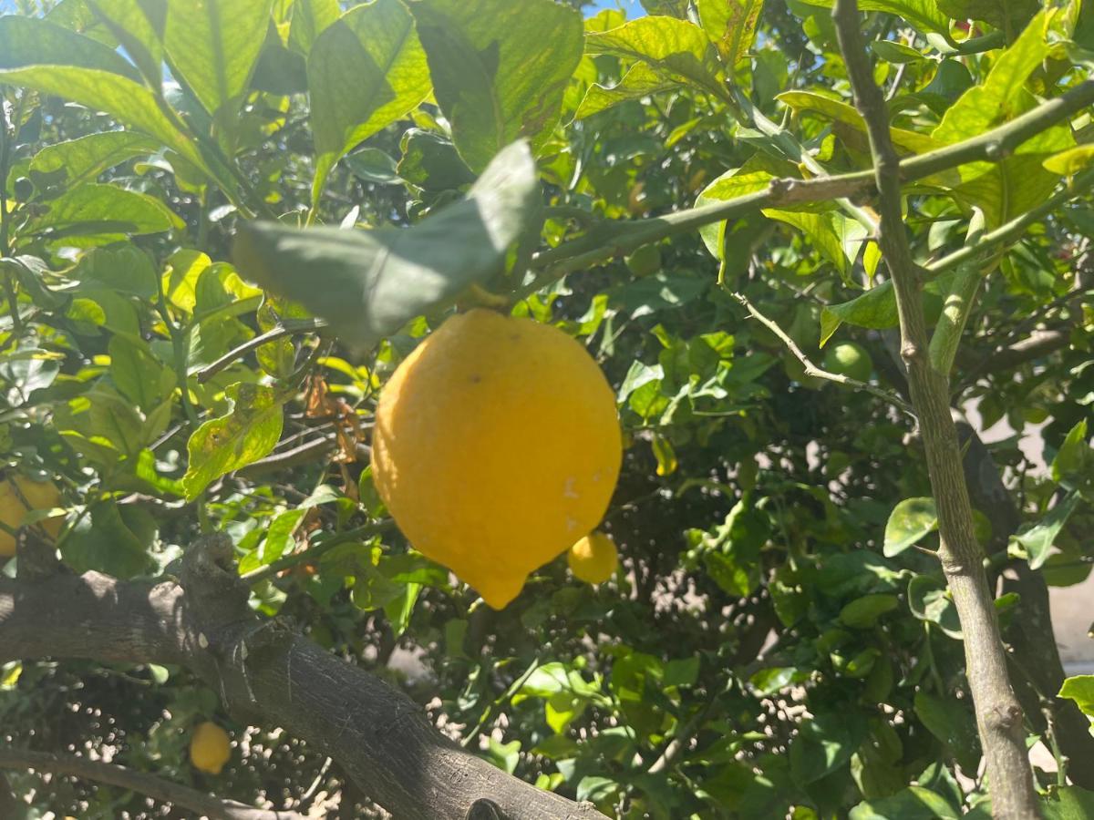 Nespolilla Villa Petrosino Dış mekan fotoğraf